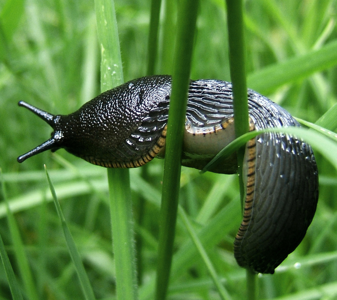 Slug © Alan Price