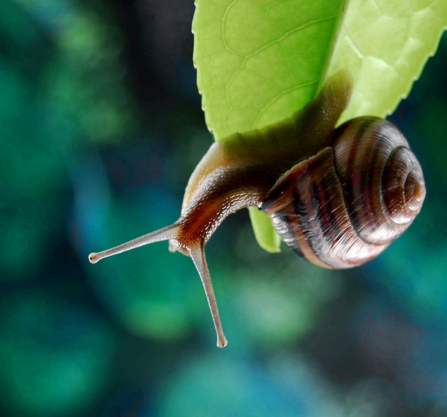 Snail © Alan Price