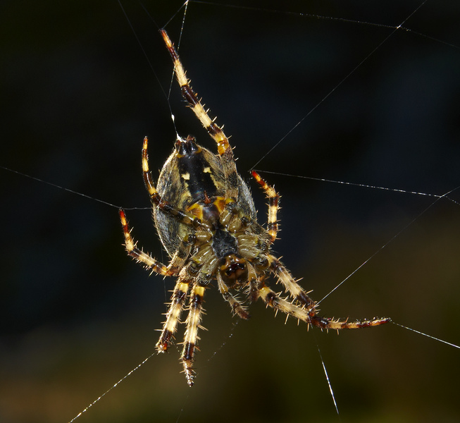 Garden Spider Alan Price