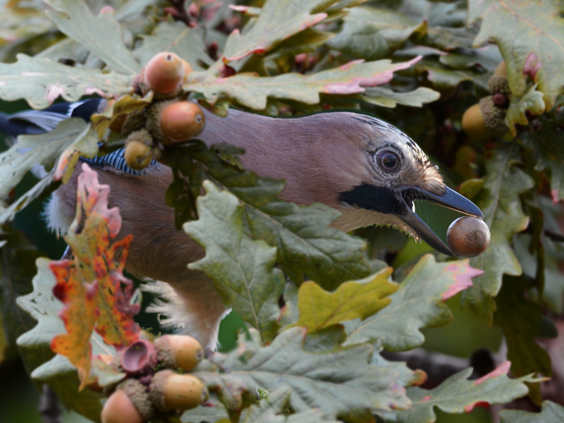 Jay with an acorn © Alan Price