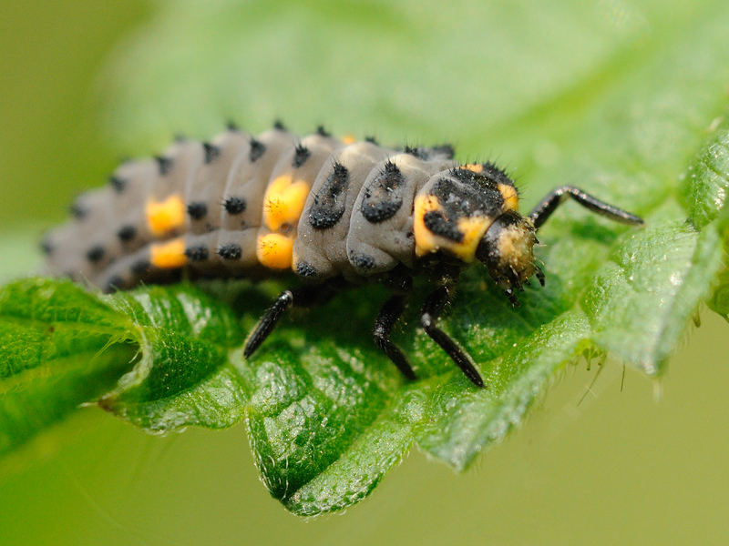 7-spot Ladybird larva © Amy Lewis 7-spot Ladybird larva © Amy Lewis