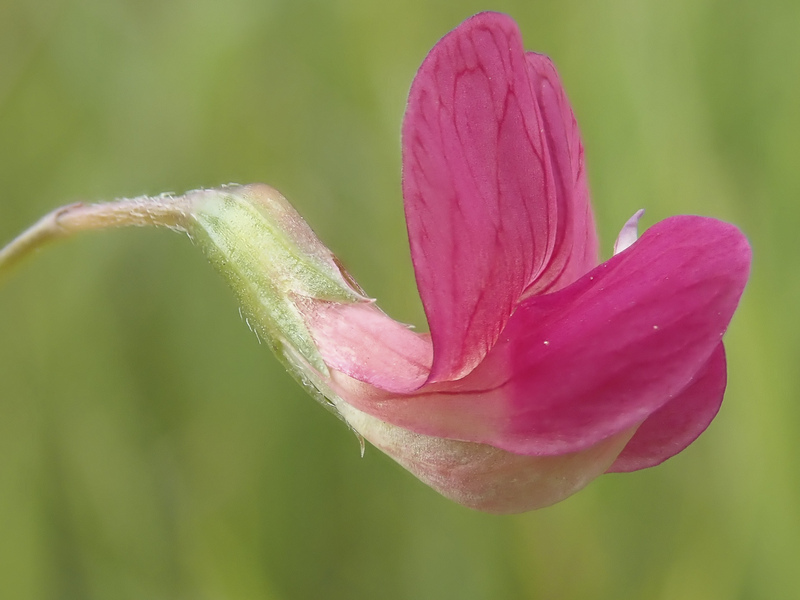 Grass Vetchling © Barry Yates