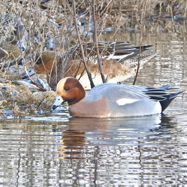 Wigeon at RHNR © Barry Yates