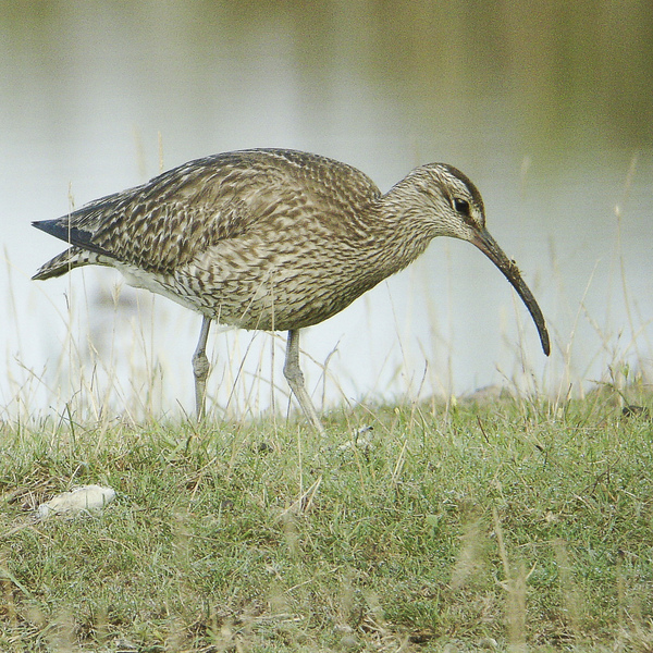 Migrants and migration at Rye Harbour Nature Reserve