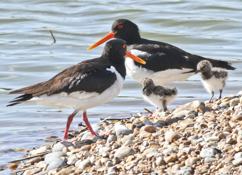 Oystercatcher and chicks © Barry Yates
