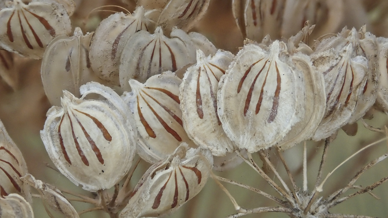Hogweed seeds © Barry Yates