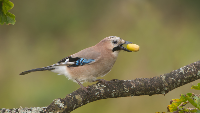 Jay © Bob Eade