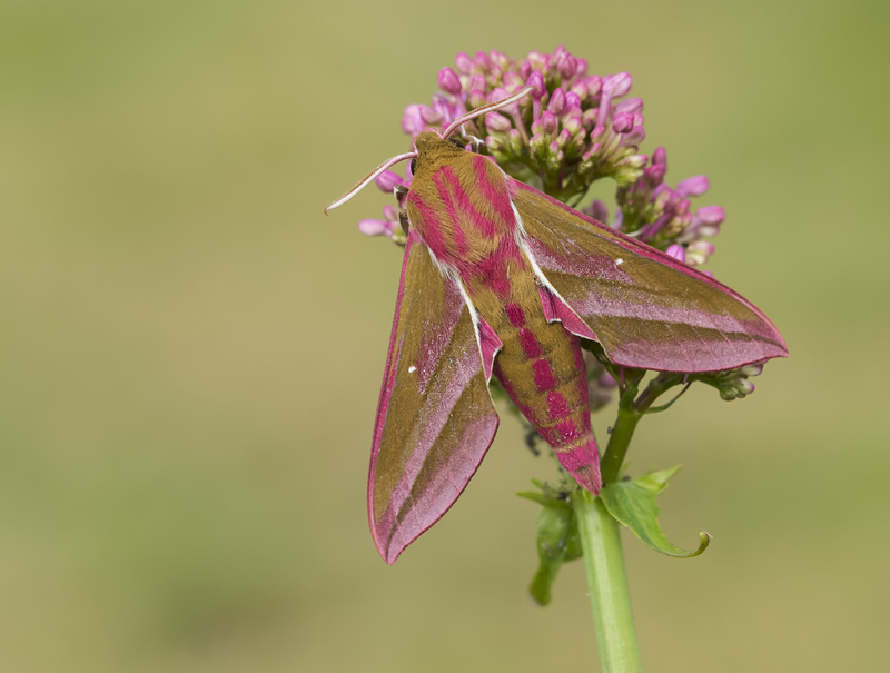 Elephant Hawk-moth © Bob Eade Elephant Hawk-moth © Bob Eade