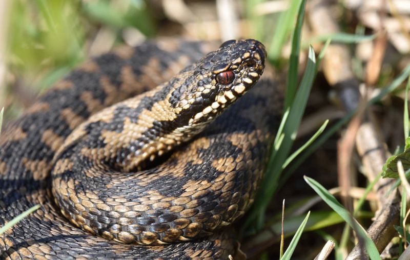 Adder © Bob Eade Adder © Bob Eade
