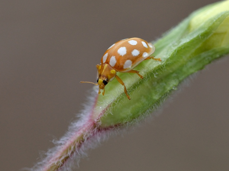Orange Ladybird © Bob Eade Orange Ladybird © Bob Eade