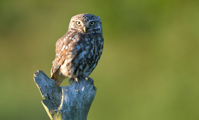 Little Owl © Bob Eade