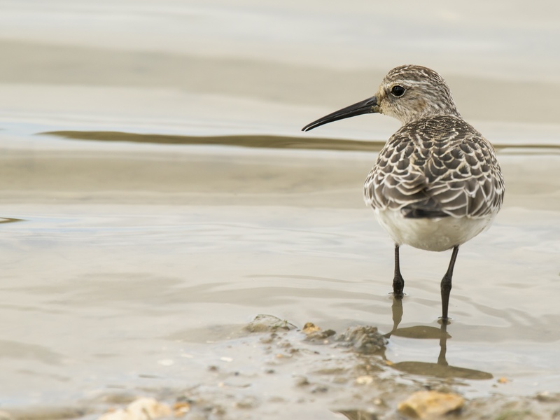 Rye Harbour Nature Reserve Sightings June
