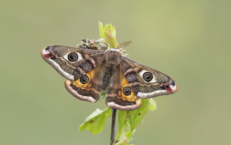 Male Emperor Moth © Bob Eade Male Emperor Moth © Bob Eade