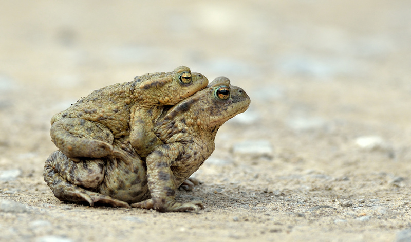 Common Toads © Bob Eade Common Toads © Bob Eade