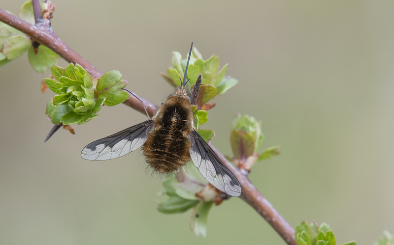 Dark-edged Bee-fly © Bob Eade Dark-edged Bee-fly © Bob Eade