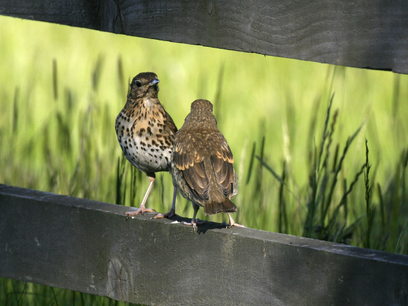 Song Thrushes © Darin Smith