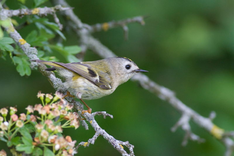 Goldcrest © Dave Kilbey