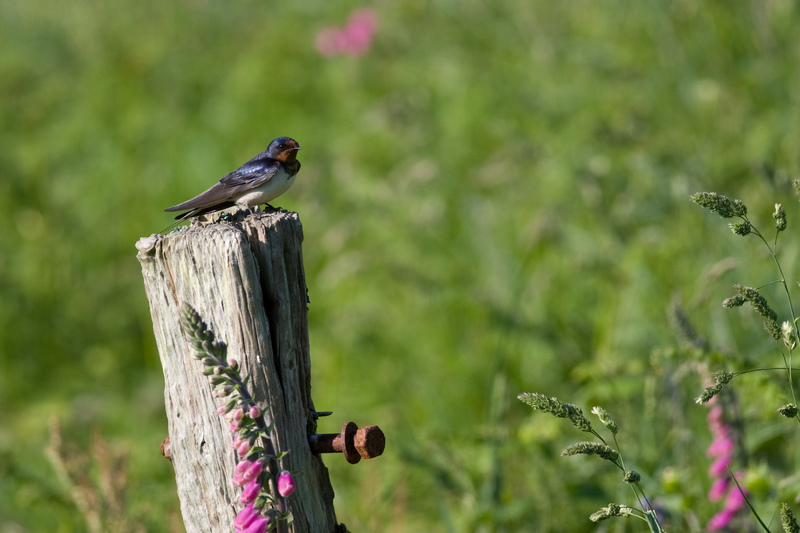 Barn Swallow © Dave Kilbey Barn Swallow © Dave Kilbey