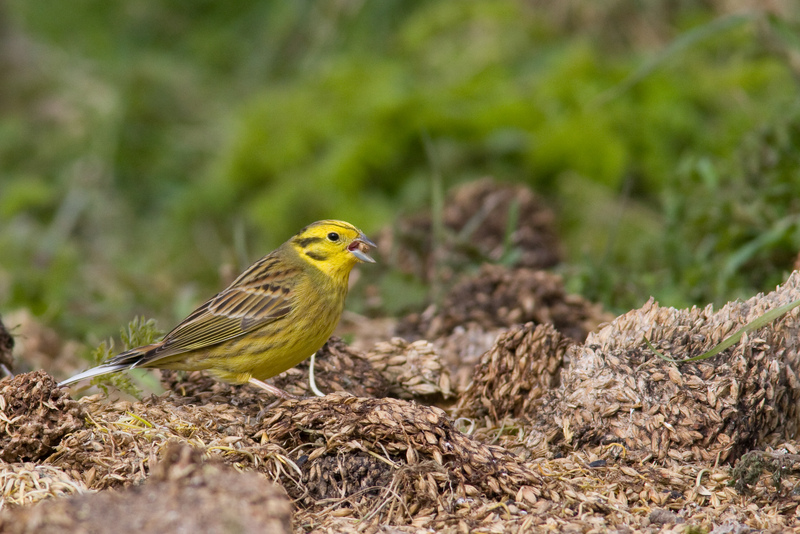Yellowhammer © Dave Kilby