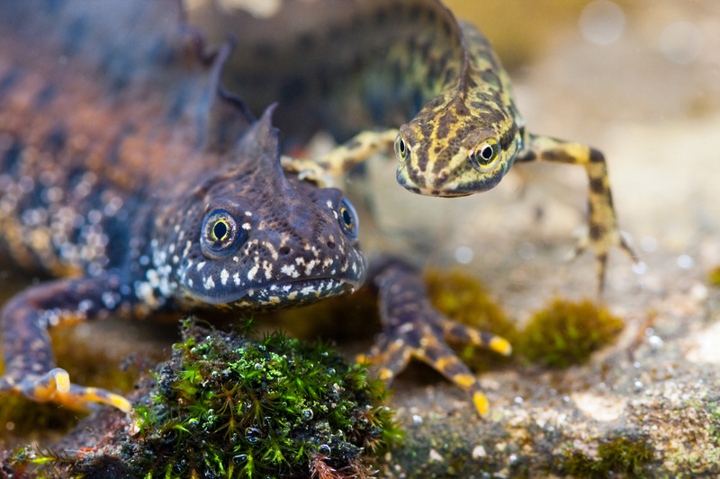 Great Crested Newts © Dave Kilbey