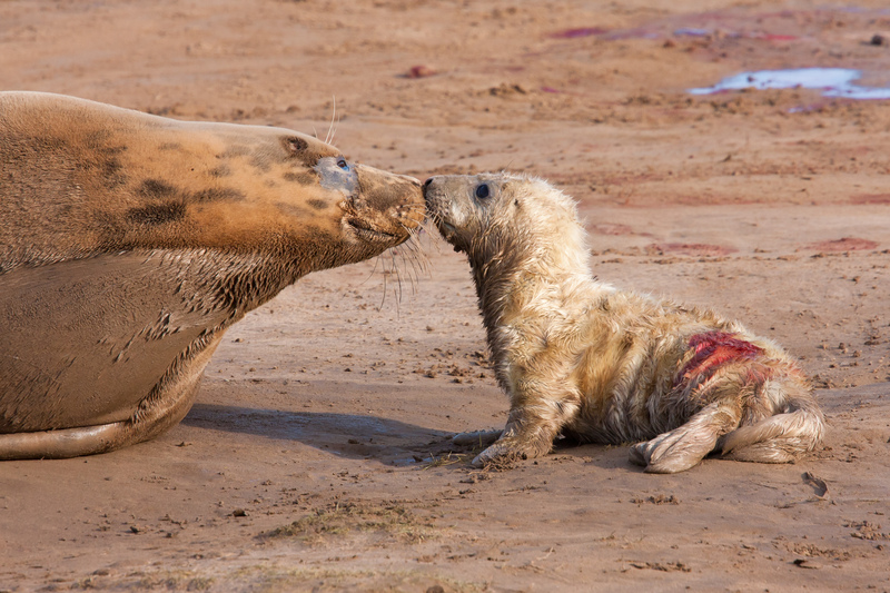 Grey Seal and pup © Dave Kilbey