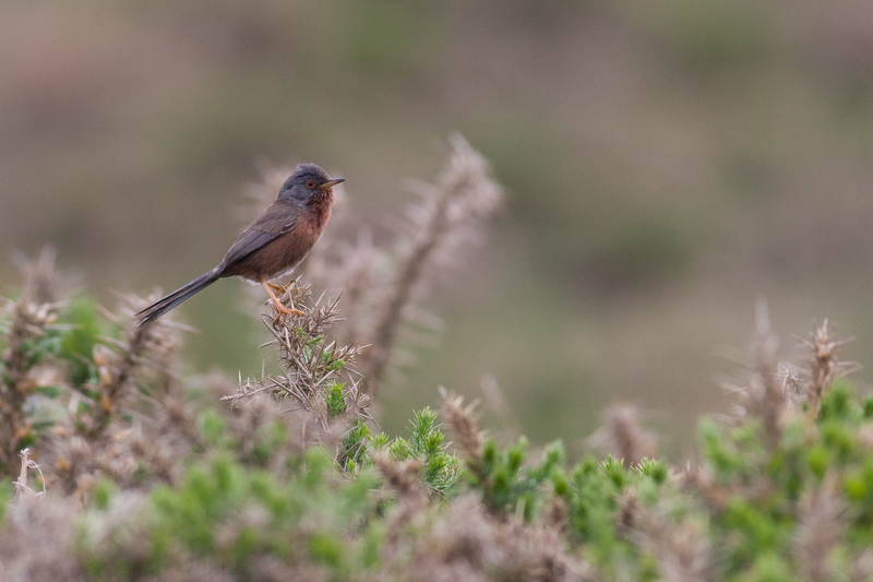 Dartford Warbler © Dave Kilbey