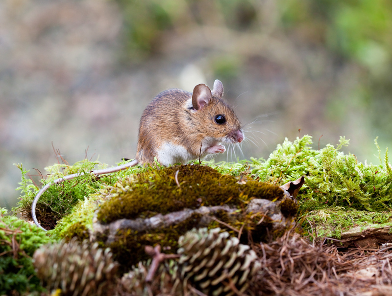 Wood Mouse © Dave Kilbey