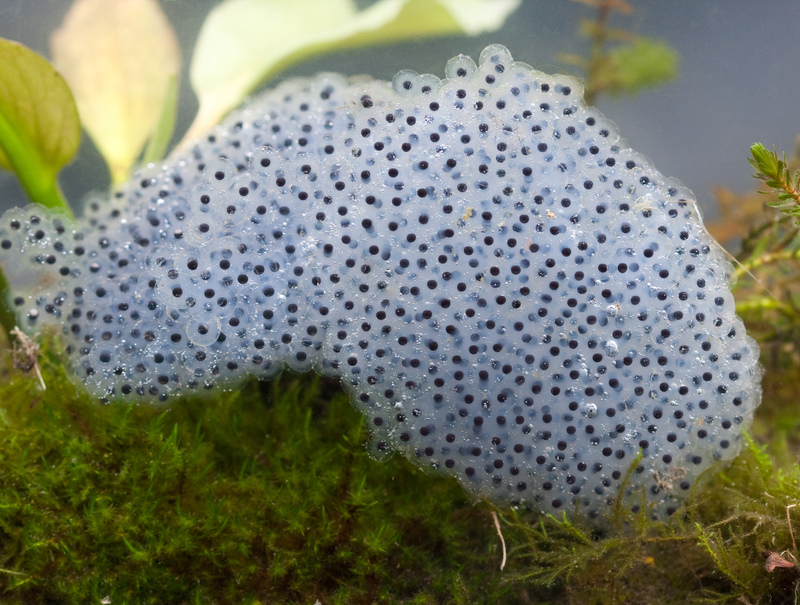 Common Frog spawn by Dave Kilbey Common Frog spawn by Dave Kilbey