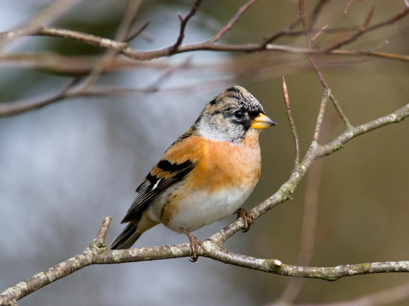 Brambling © Dave Kilbey