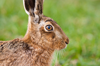 Close up of a hare