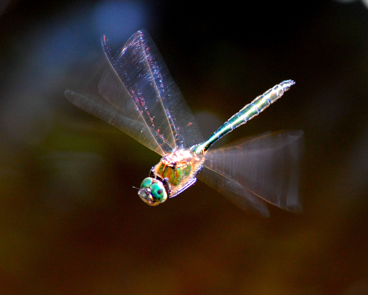 Brilliant Emerald Dragonfly © Dave Sadler