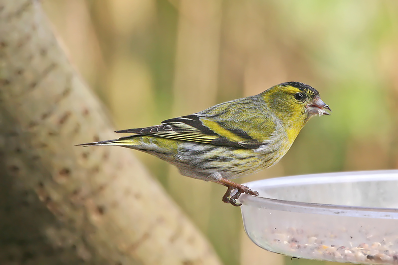 Siskin © David Ball