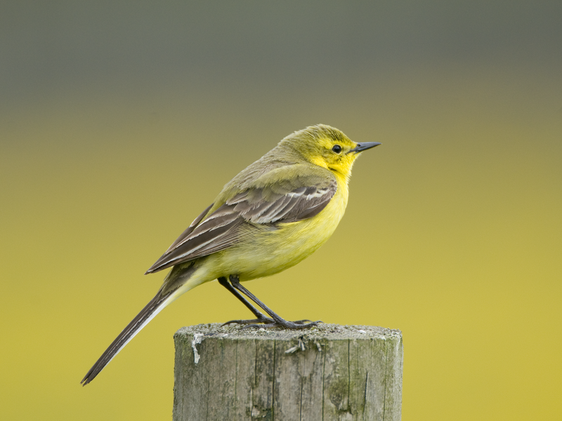 Rye Harbour Nature Reserve sightings April 2026