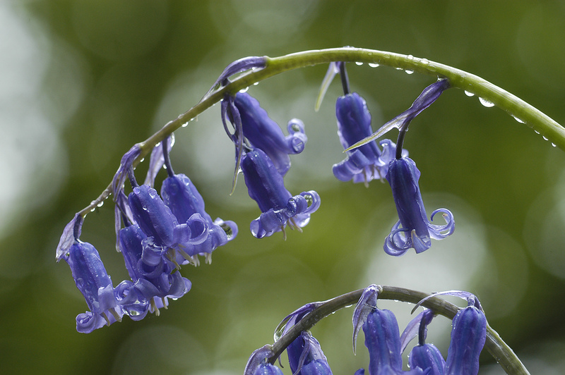 Rain on Bluebell © Derek Middleton