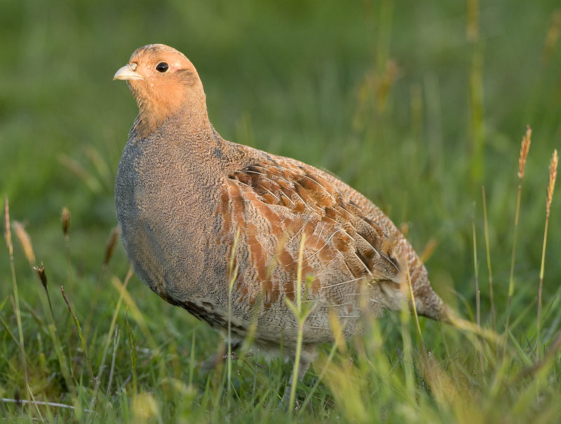 Rye Harbour Nature Reserve Wildlife Sightings November 2023