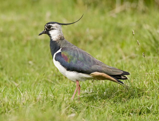 Lapwing © Derek Middleton