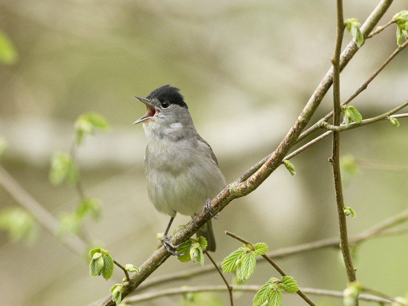 Blackcap Derek Middleton