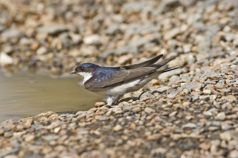House Martin © Derek Middleton