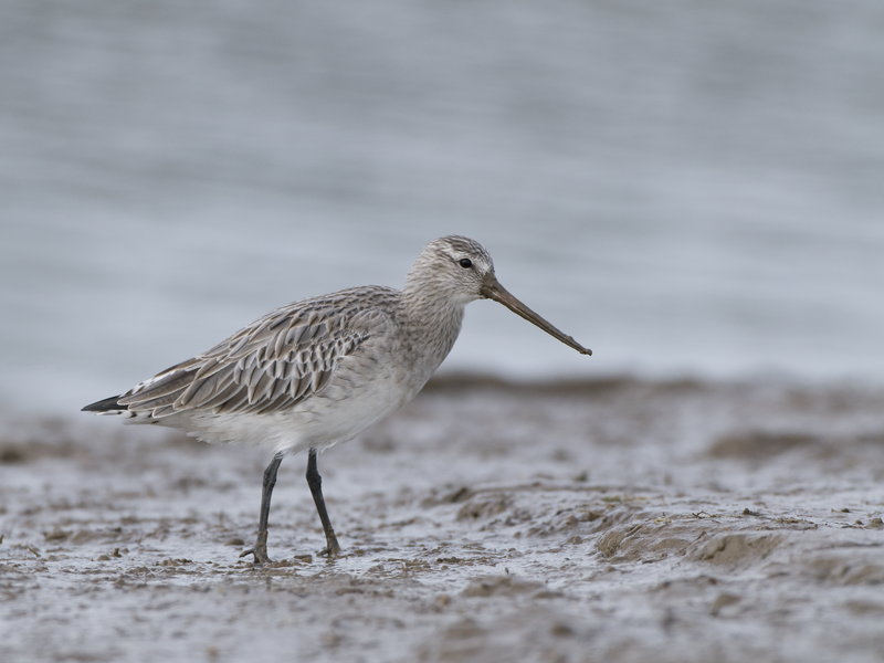 Bar-tailed Godwit © Derek Middleton Bar-tailed Godwit © Derek Middleton