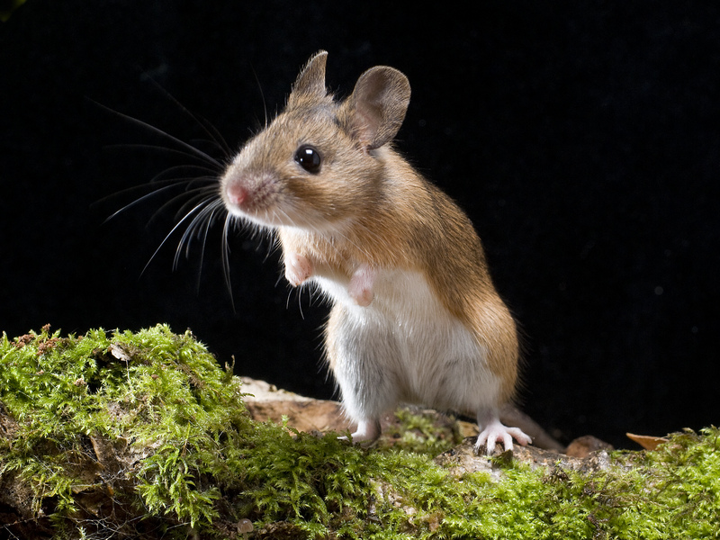 Yellow-necked Mouse © Derek Middleton