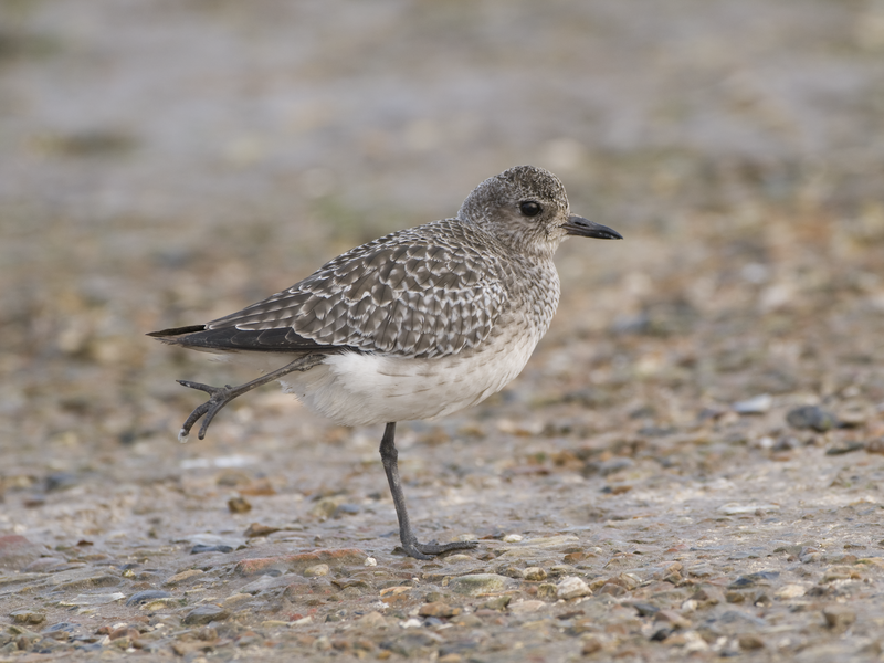 Grey Plover © Derek Middleton Grey Plover © Derek Middleton