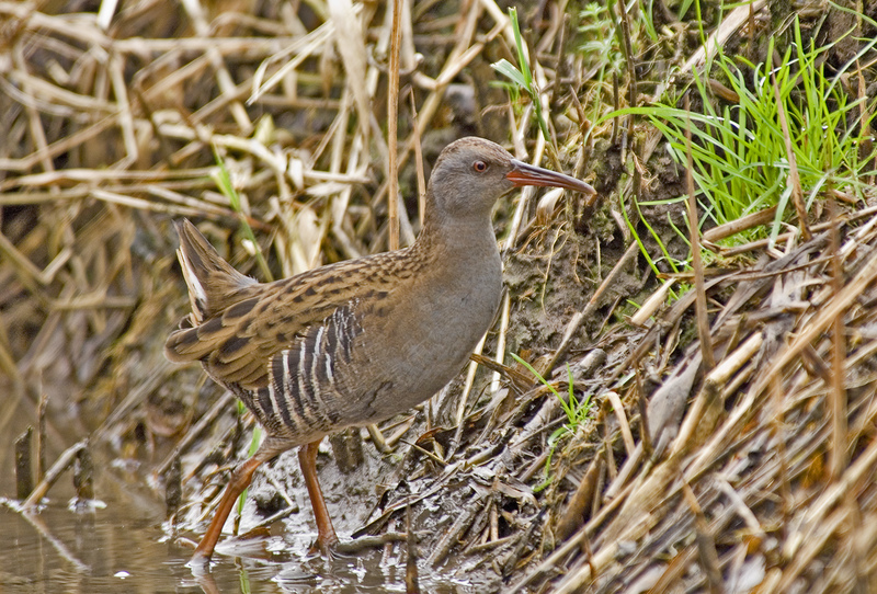 Water Rail © Derek Middleton