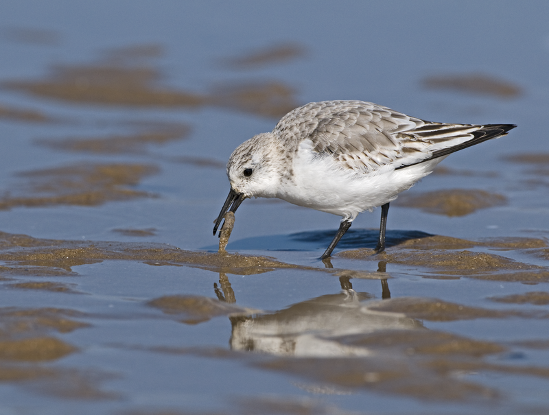 Rye Harbour Nature Reserve wildlife sightings January 2026