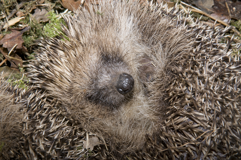 Hedgehog © Derek Middleton