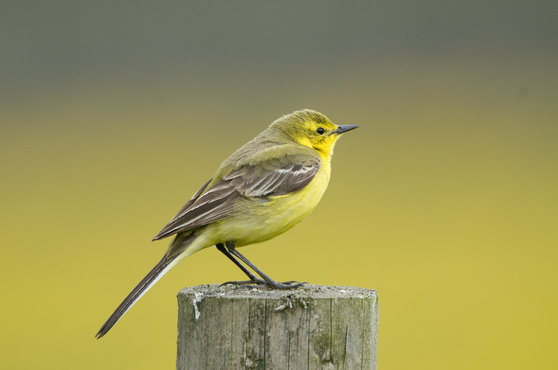 Yellow Wagtail © Derek Middleton