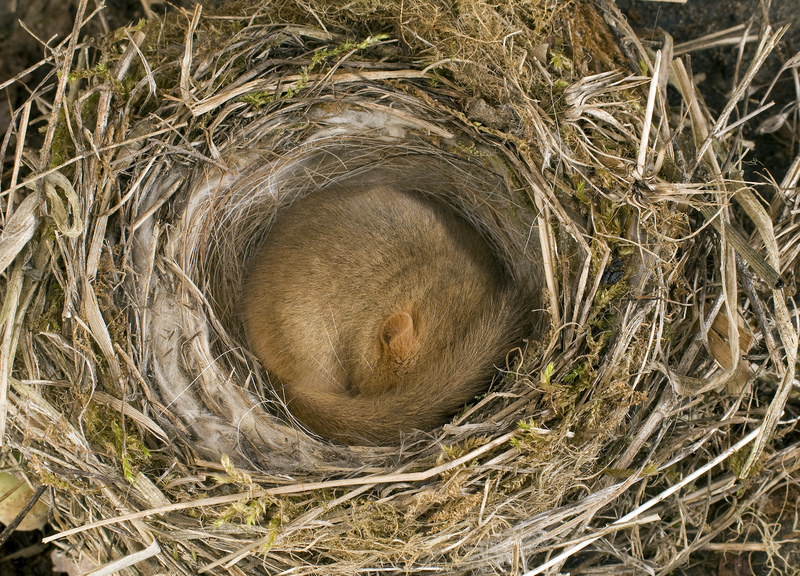Leave space for nature this autumn