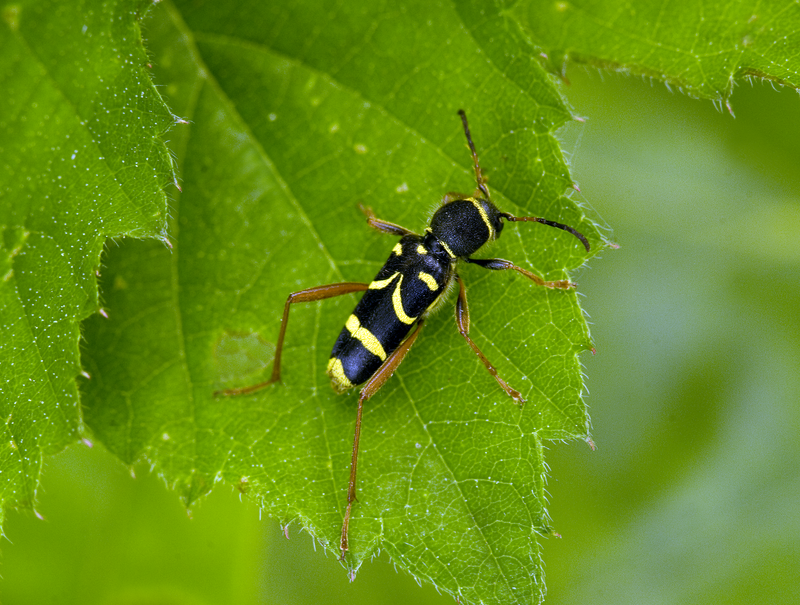 Wasp Beetle © Derek Middleton