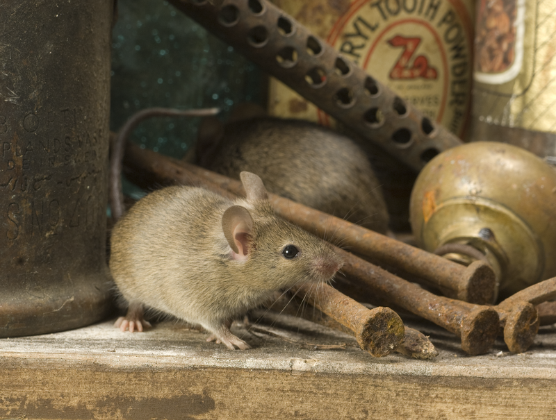 House Mouse © Derek Middleton