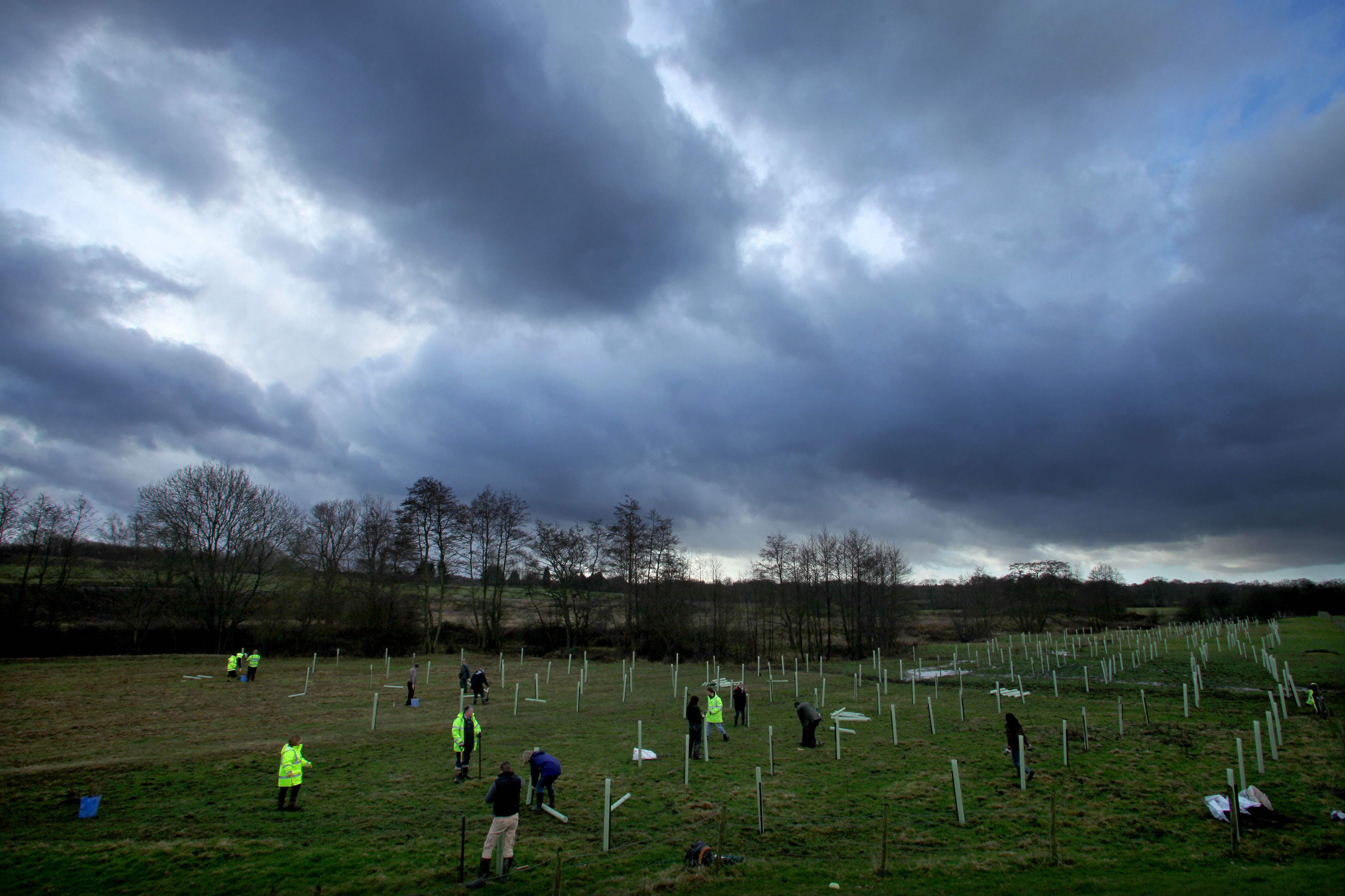 Partnership tree planting