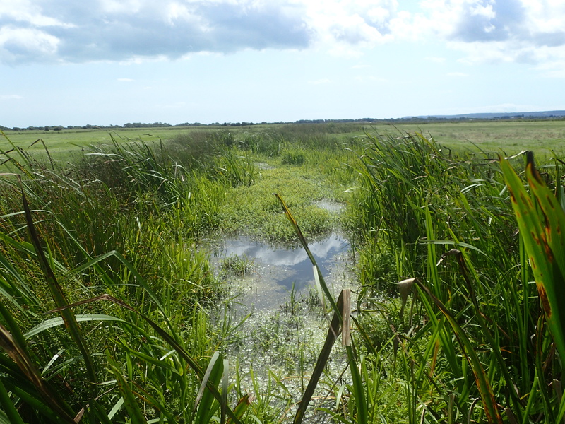 Waterlevels walk at Pevensey 16 May 2026